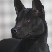 TRD IMPERIA’s ARCADIA 