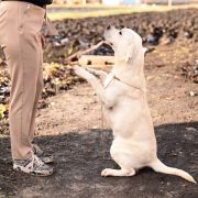 Archer Flok Love Story