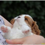 Xavier Ex imo Corde (FCI)