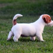 Z Ledulandu BALTIC PRINCE