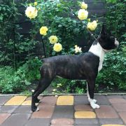 KHARKOV STYLE Hey Look Me Over