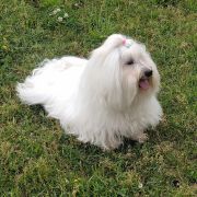 CH PL BELLA MARIA Cobegarden