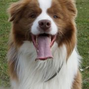 Sheperd Cottage Pepper Chopper