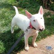 White Ambitions at Proud to be Greek from Fitbull