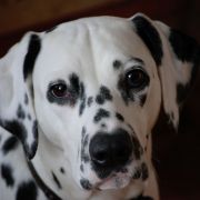 ANNABELLE LORE RUBY DOTS