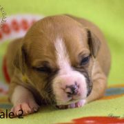 Female 2 Dolcze Gabara