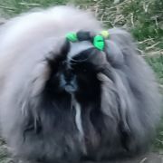 Paul Wellington Iz Mira Feretty 