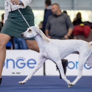 FLUSHTIMES UDINE LA CHERIE 