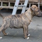 Pancerny Pączek Gryźbull