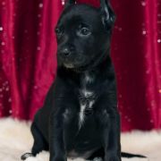 Lindoulainen One Silver