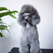 DAENERYS Angelino Mini 4