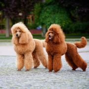 Pudel duży płowy, czerwony, aprikot 