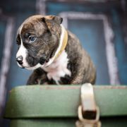 JUNGLAS NIGRA American Heart vel. Jaruś