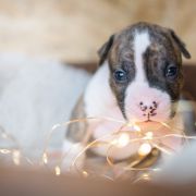 TOULOUSE Because of Crazy Time 