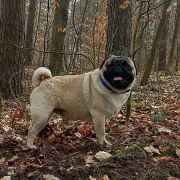 BBIGHT BRILLIANT GRAND