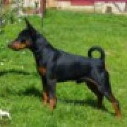 DIAMOND EGOIST ELVIS-EFFECT