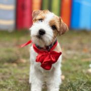 LITTLE MIRACLE HEAVENLY-BLESSING