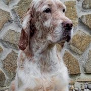 Harriet Z Ziemi Lowickiej 'POLLY'