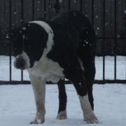 CH PL BLADE z Gór Pamiru