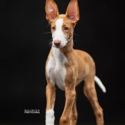 Antitheus A little bit of magic Zecora 