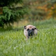 CLEOPATRA DOLCE VENDETTA FCI 