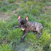 Szarotka Francuskie Słoneczka FCI