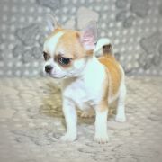 Brand Name Emerald In Gold