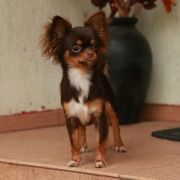 Mł.Ch.Pl, Ch.Pl Wizard Choco Fairy Tale Amado del Bogert