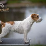 Attractive Afrodyta Magor