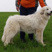 BELYIY KHVOSTOMACH BRIANA