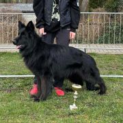 HAWANA BLACK z Zielonego Ursynowa Poland FCI