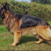 IVO Sfora z Zakrzewa