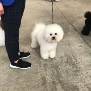 COSMO Bianca Principessa FCI