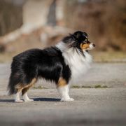 AMAZING MACHO Dimidium 