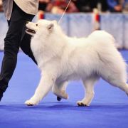 SAMSON MIGHTY STAR Silver from the North FCI 