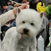  OVER THE MOON Vixan MŁCHPL, CHPL