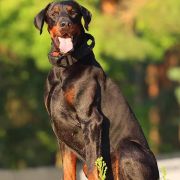 Black Fusion FCI AAMON AKAAL 