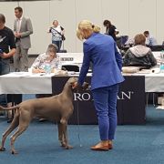 Sigma Weimaraners House