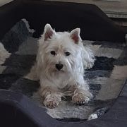 SHIRA Słońce Alaski