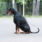 PASSION Błękitny Kanion FCI