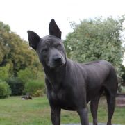 Akima Coloured Pearls 