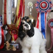 Queenzie AS YOU LIKED