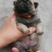 WRÓŻKA Czar Olbrzyma