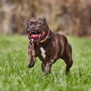 Ch. Hot King Staff Honey Wild