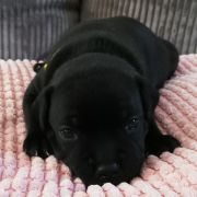 BOMBAY Horseradish Gang Staff