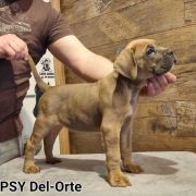 GYPSY