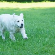 Viva Viktoria mira Wild West Gang