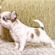 Boogie Woogie Emerald In Gold