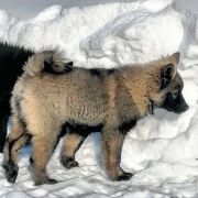 ADARA S LUNEZHSKIKH GOR