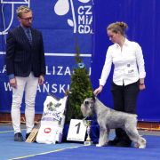 Dronas Jules Verne (2x res.WW, C.I.B. & Multi Ch.)